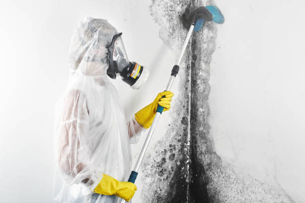 Best Emergency Mold Remediation  in USA